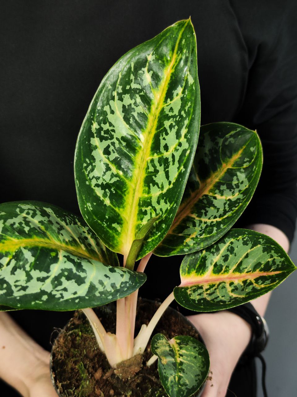 Аглаонема Оранж Флейм (Aglaonema Orange Flame) D12см