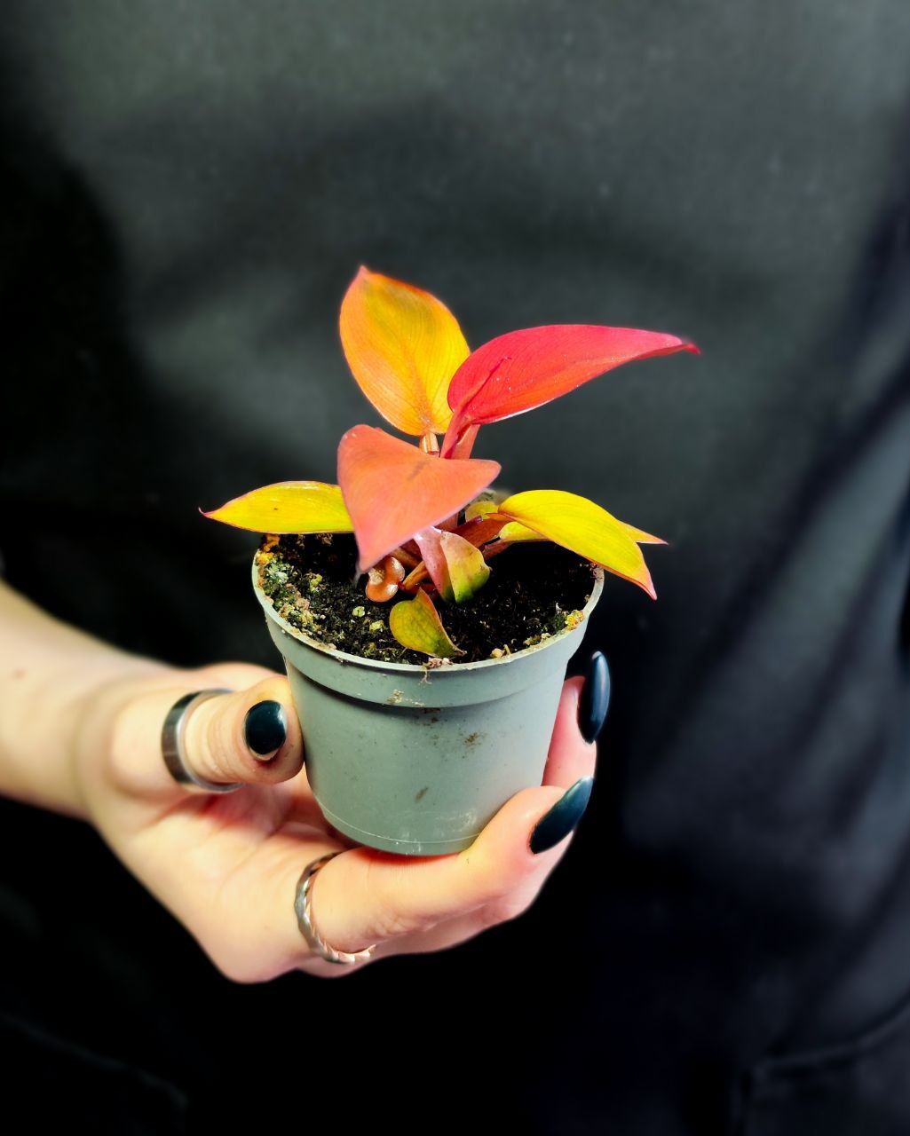 Филодендрон Ред Сан (Philodendron Red Sun) D6см