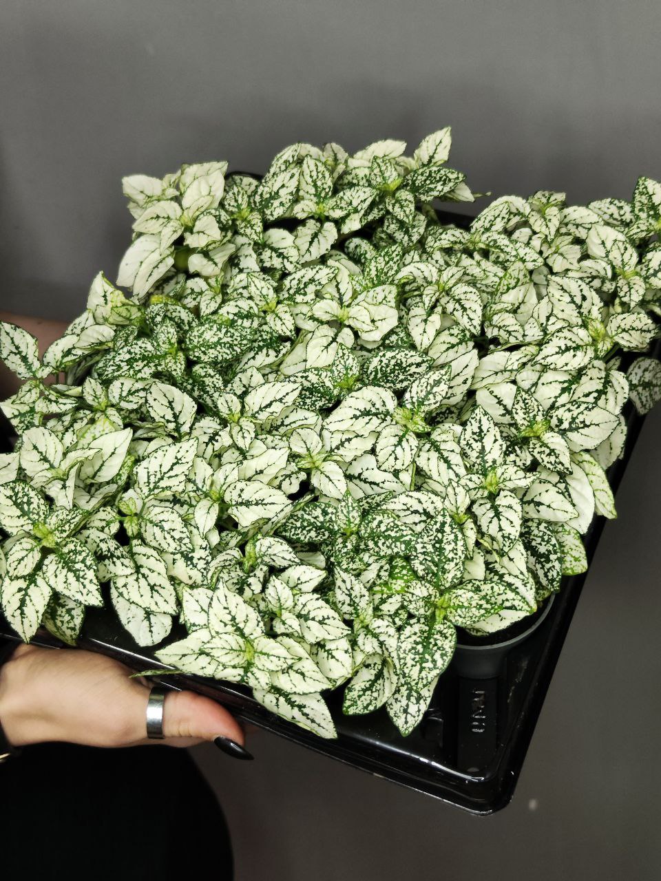 Гипоэстес Листоколосковый Вайт (Hypoestes Phyllostachya White) D6см