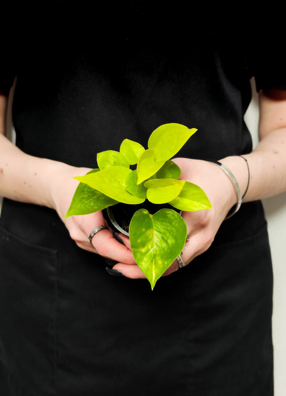 Эпипремнум Голден Потос, Сциндапсус (Epipremnum Golden Pothos) D6см