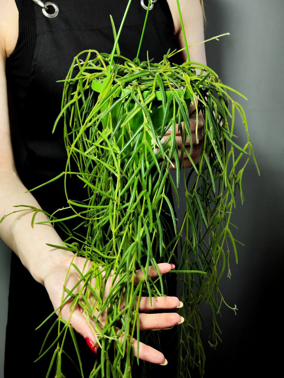 Хойя Линеарис (Hoya Linearis) D14см