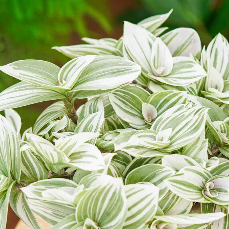 Традесканция Белоцветковая Брайтнесс (Tradescantia Brightness) D5см