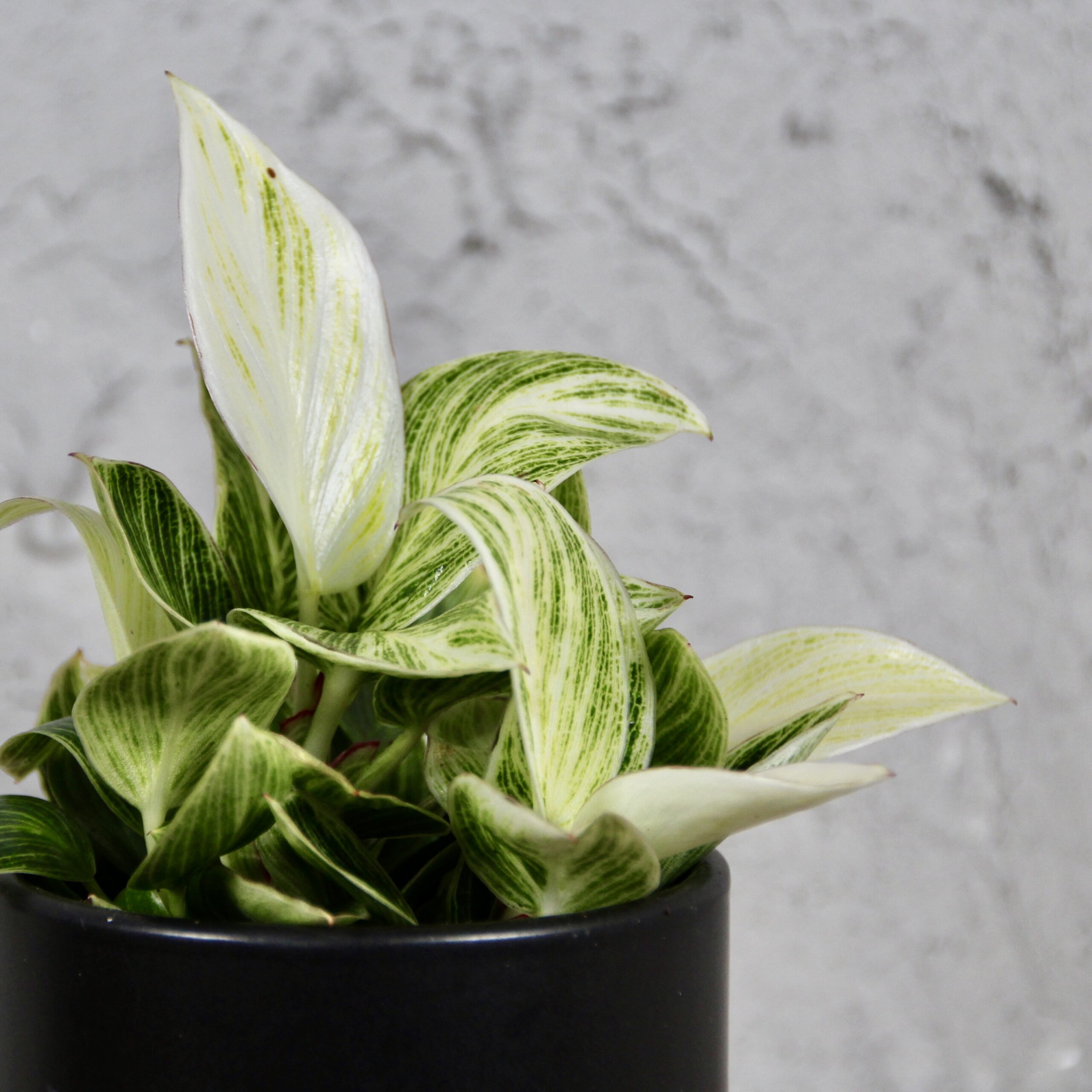 Филодендрон Перидот, или Биркин Вариегатный (Philodendron Peridot) D6см
