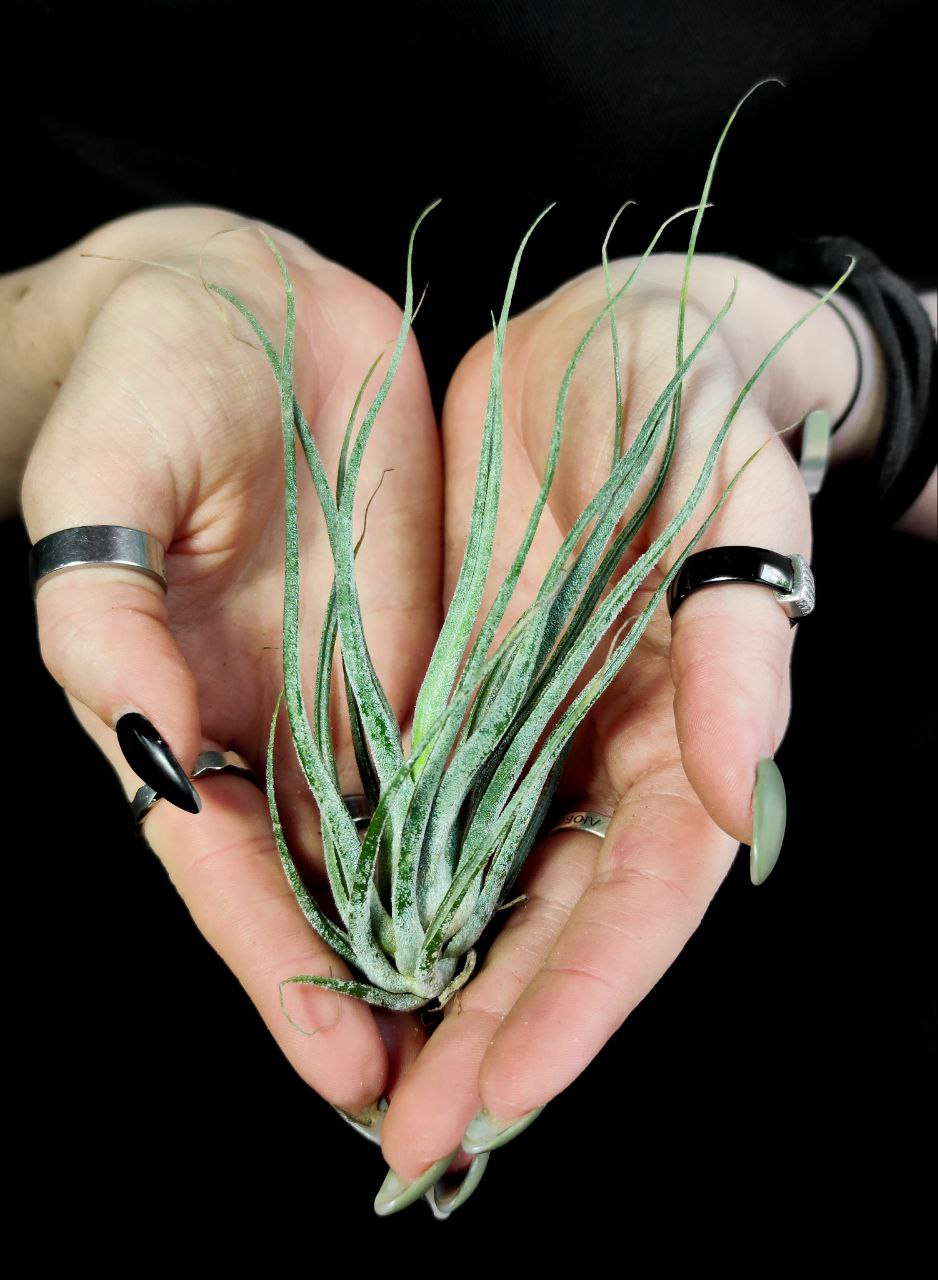 Тилландсия Элерсиана (Tillandsia Ehlersiana)