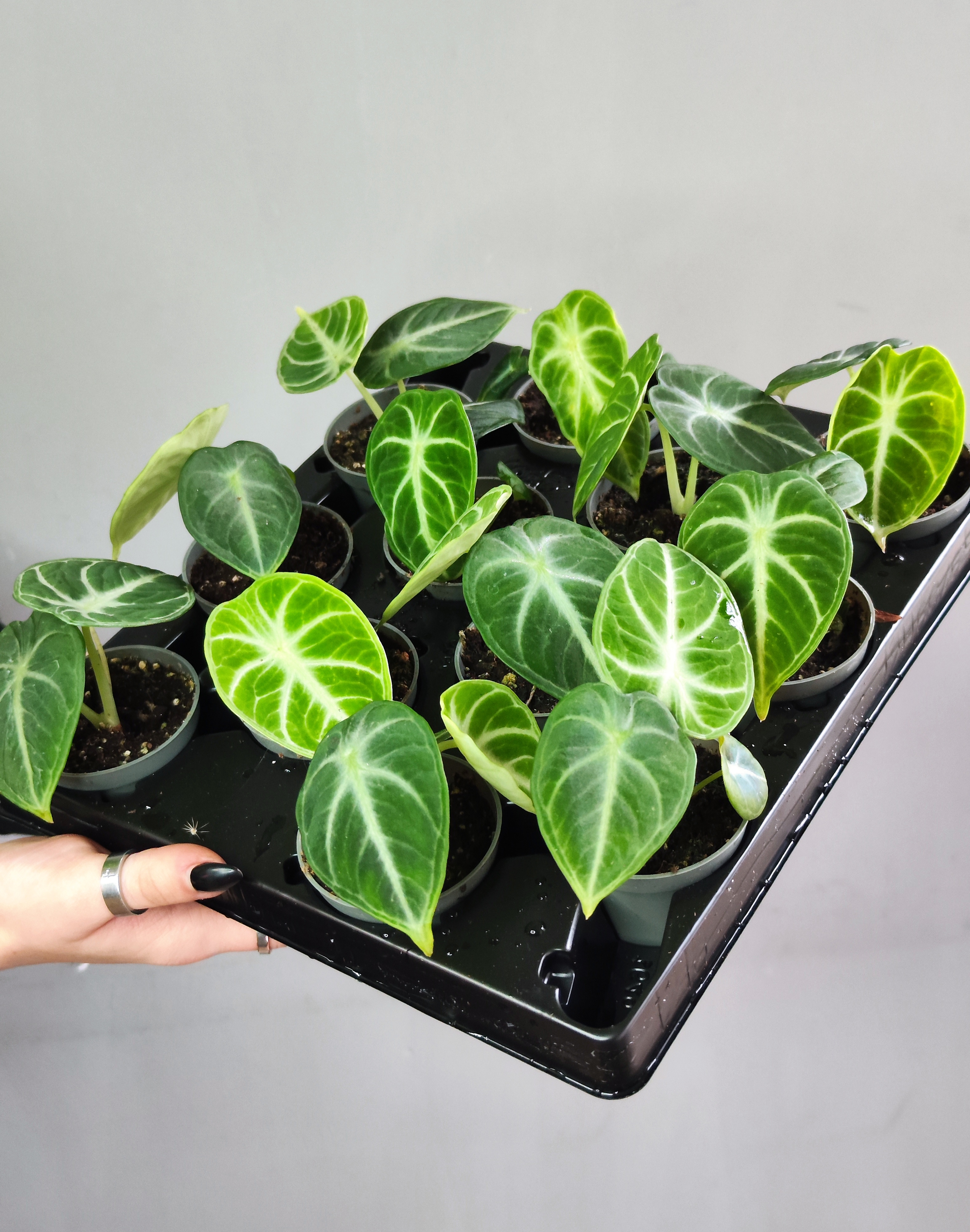 Алоказия Ниндзя (Alocasia Ninja) D6см