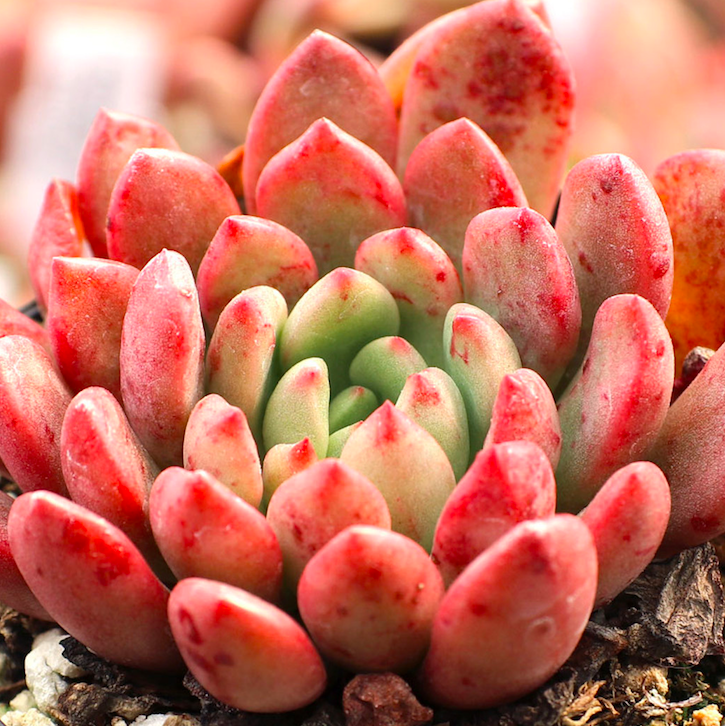 Граптоверия Башфул (Graptoveria Bashful) D6,5см