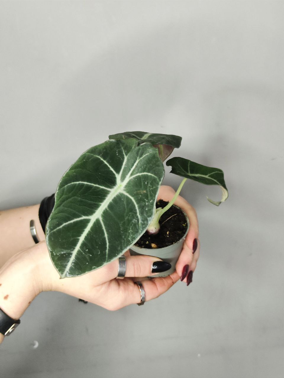 Алоказия Блэк Вельвет, или Черный Бархат (Alocasia Black Velvet) D6см
