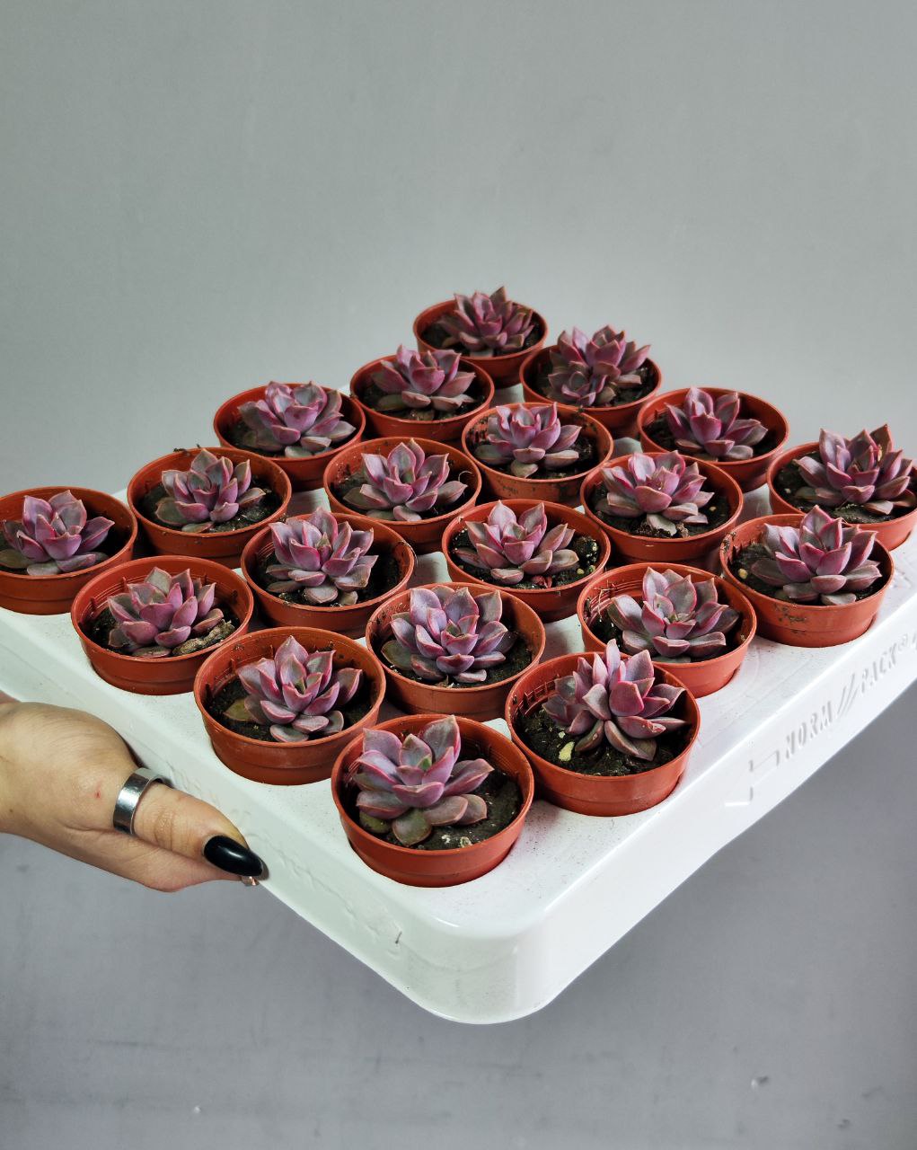 Эхеверия Мина (Echeveria Mina) D5см