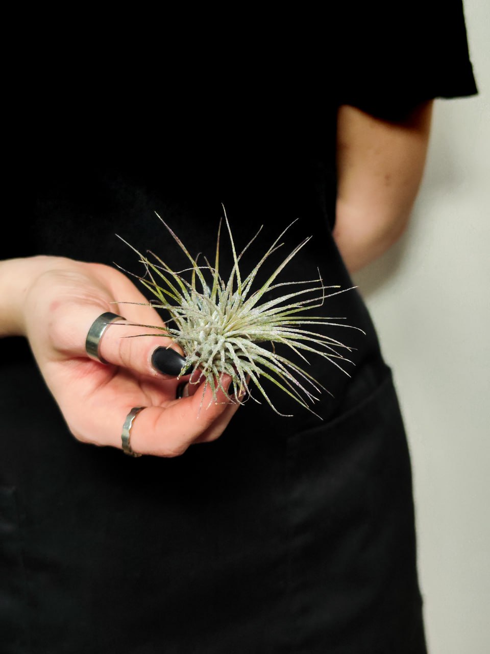 Тилландсия Ионанта Вайт (Tillandsia Ionantha White)