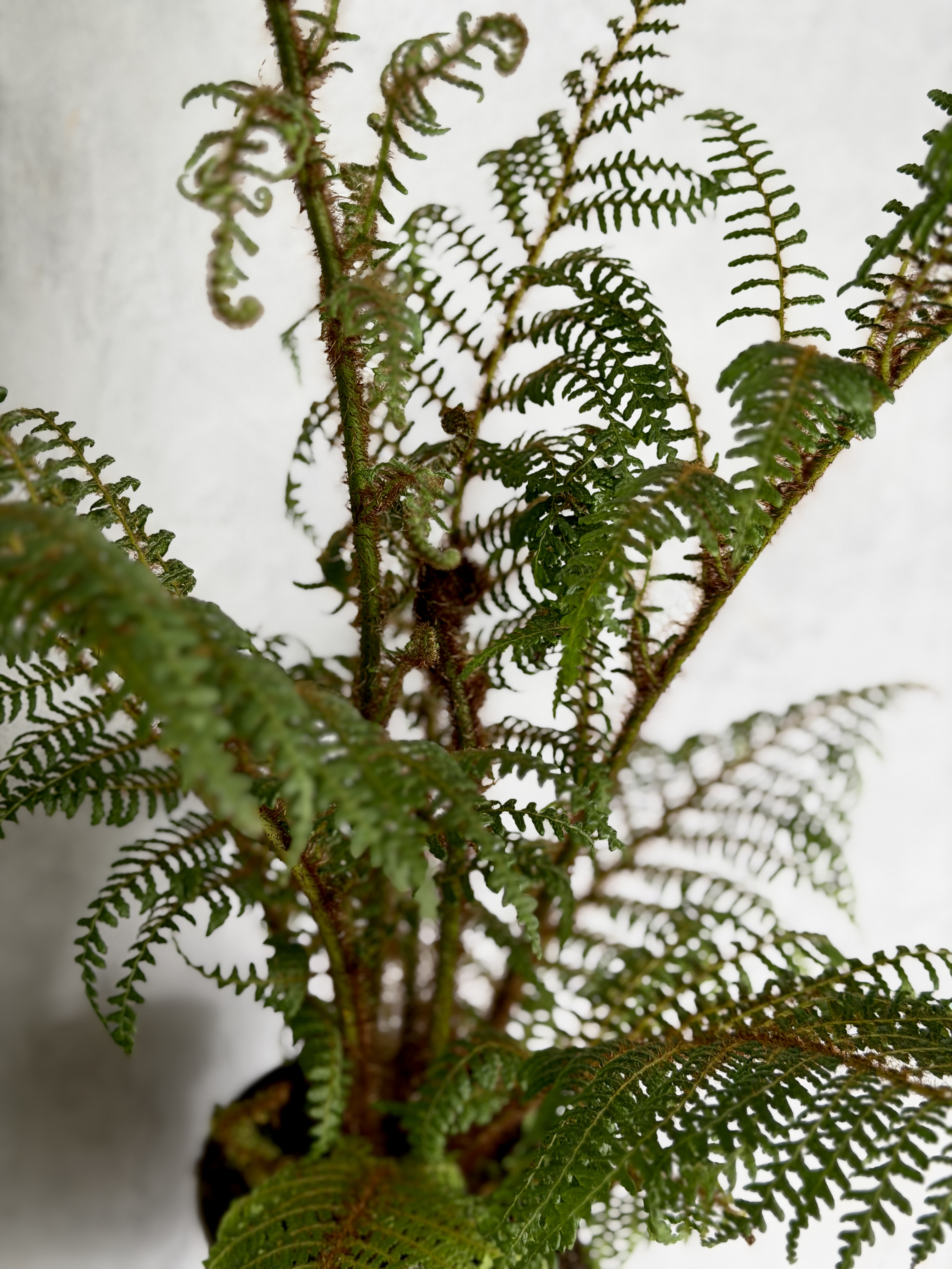 Циатея Купера Хайленд Лейс (Cyathea Highland Lace) D14см