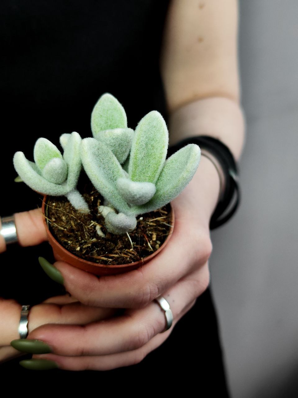 Каланхоэ Эриофилла (Kalanchoe Eriophylla) D5см
