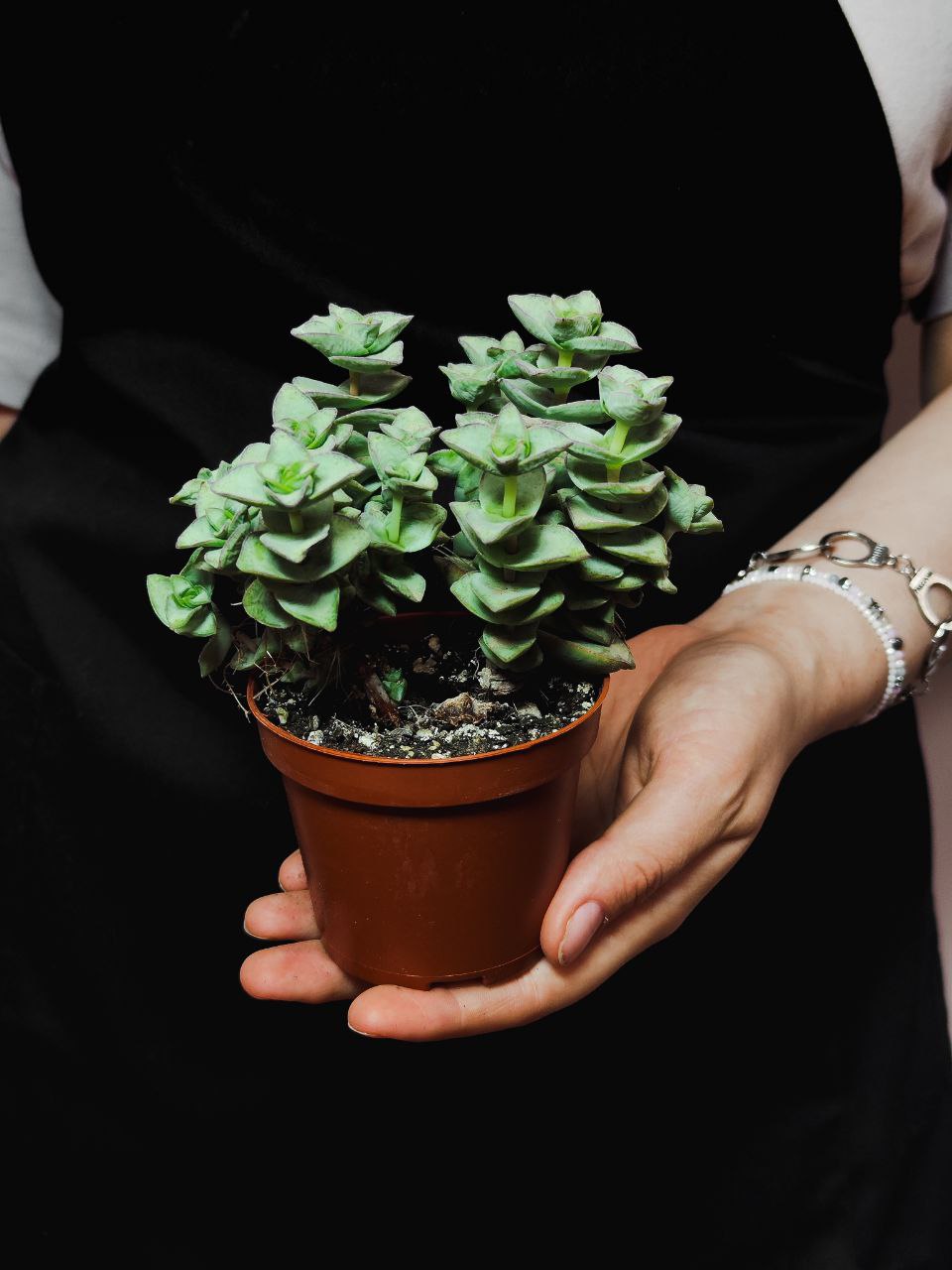 Крассула Перфората Мэджик (Crassula Perforata Magic) D8,5см