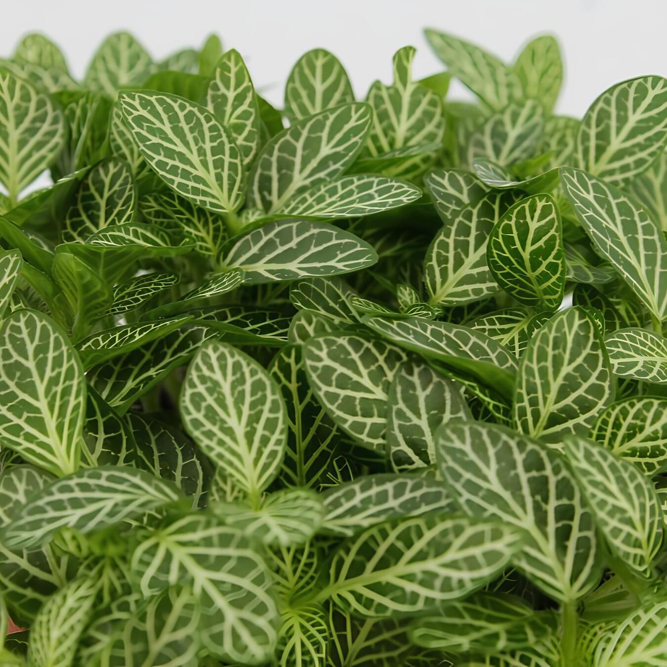 Фиттония Вершаффельта Вайт (Fittonia Verschaffeltii White) D8,5см