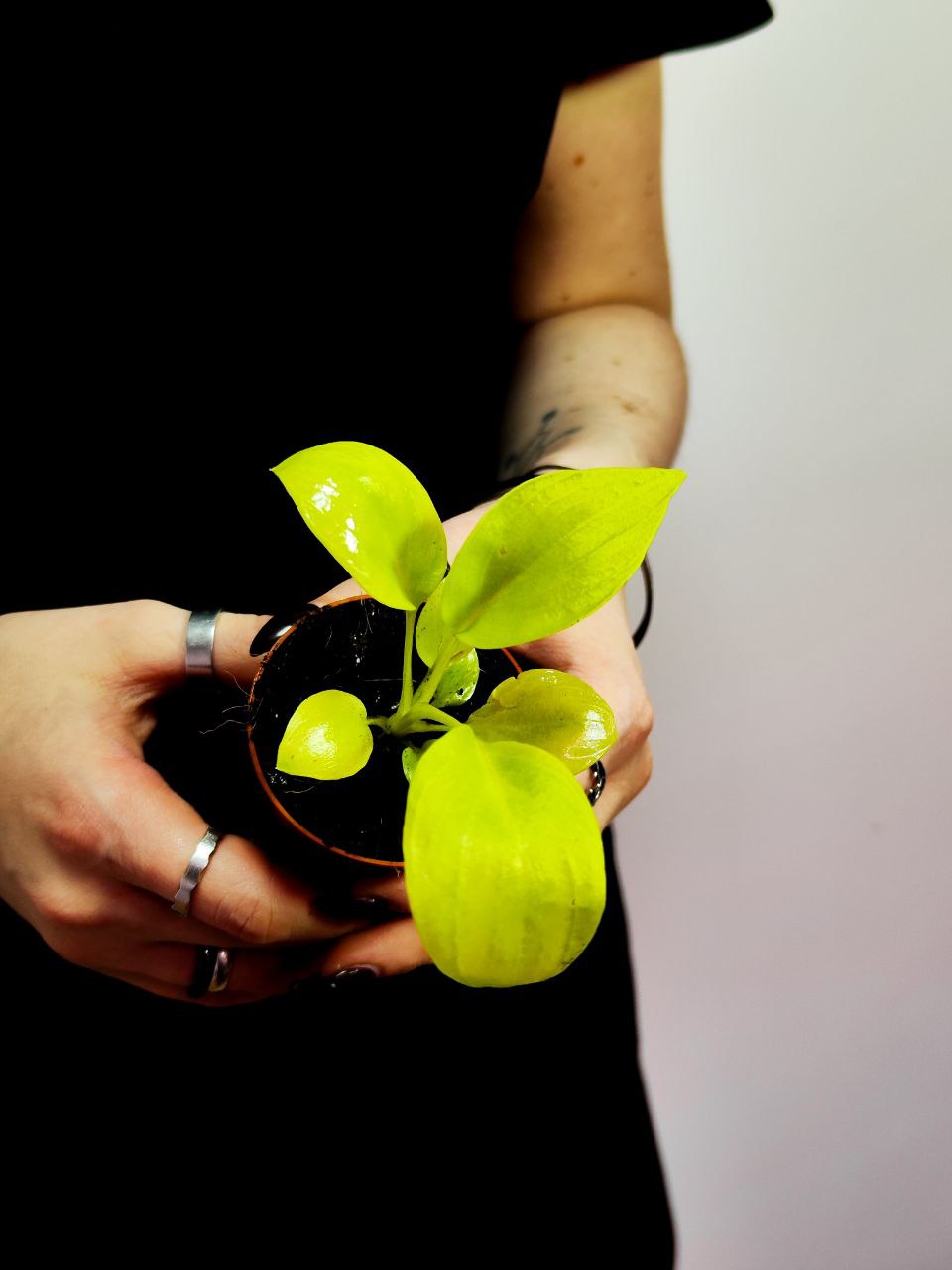 Филодендрон Варшевича Флавум (Philodendron  Warszewiczii Flavum) D6см