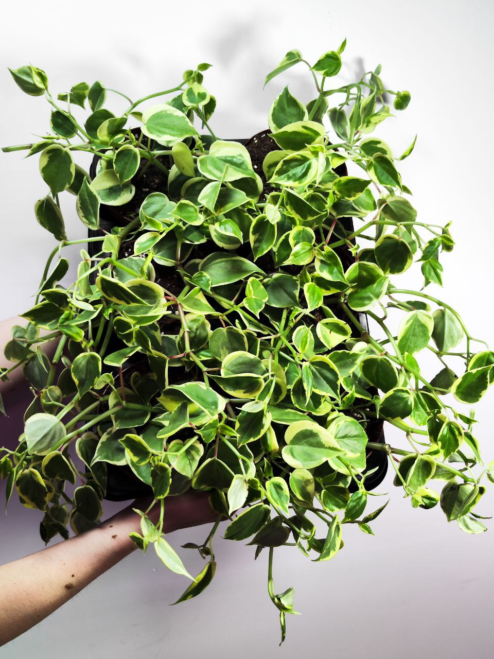 Пеперомия Сканденс Вариегата (Peperomia Scandens Variegata) D12см