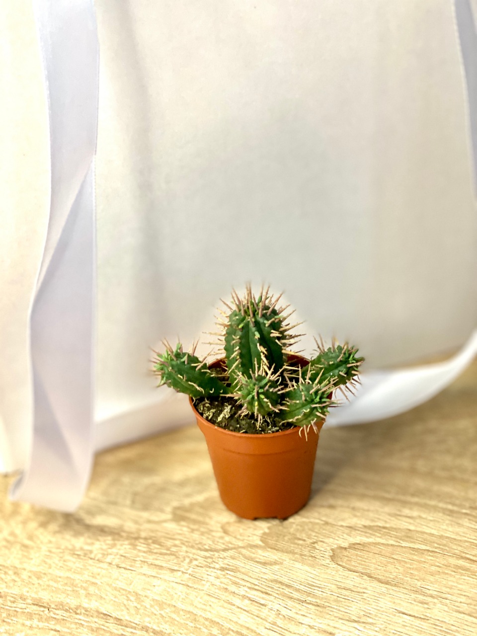 Молочай Энопла (Euphorbia Enopla) D5см