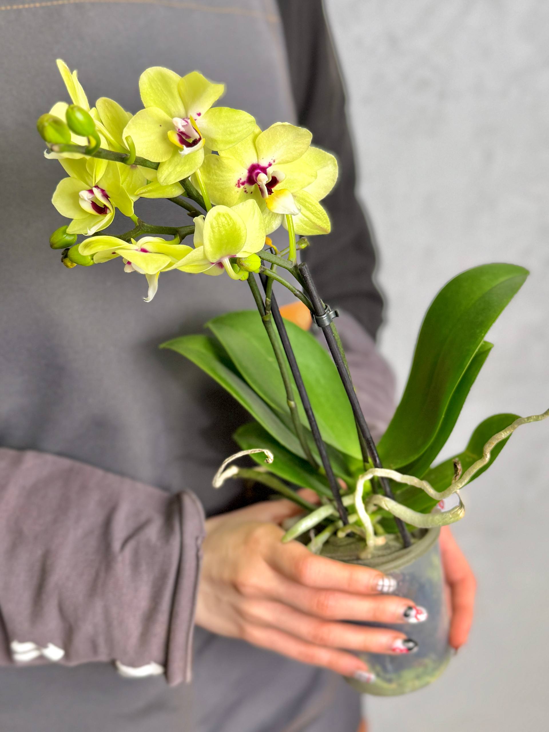 Орхидея Фаленопсис Букетто Лайм (Phalaenopsis Boquetto Lime) D9см