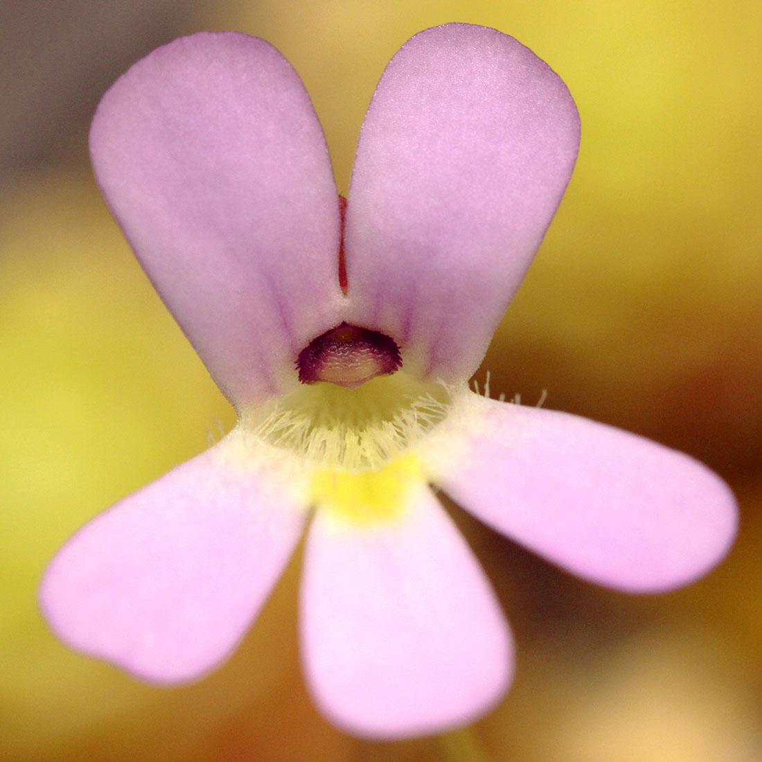 Жирянка Эссериана (Pinguicula Esseriana) D9см