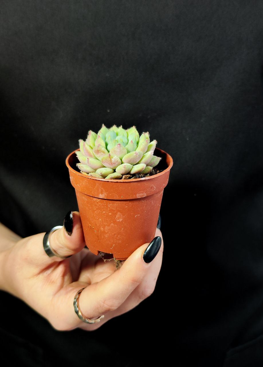 Эхеверия Деренберга Грин (Echeveria Derenbergii Green) D5см