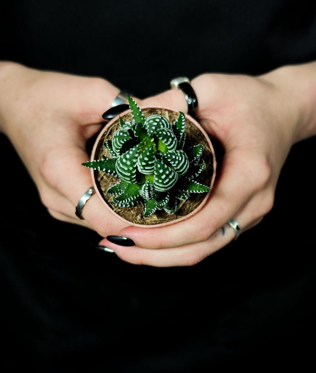 Хавортия Рейнвардта (Haworthia Reinwardtii) D5см