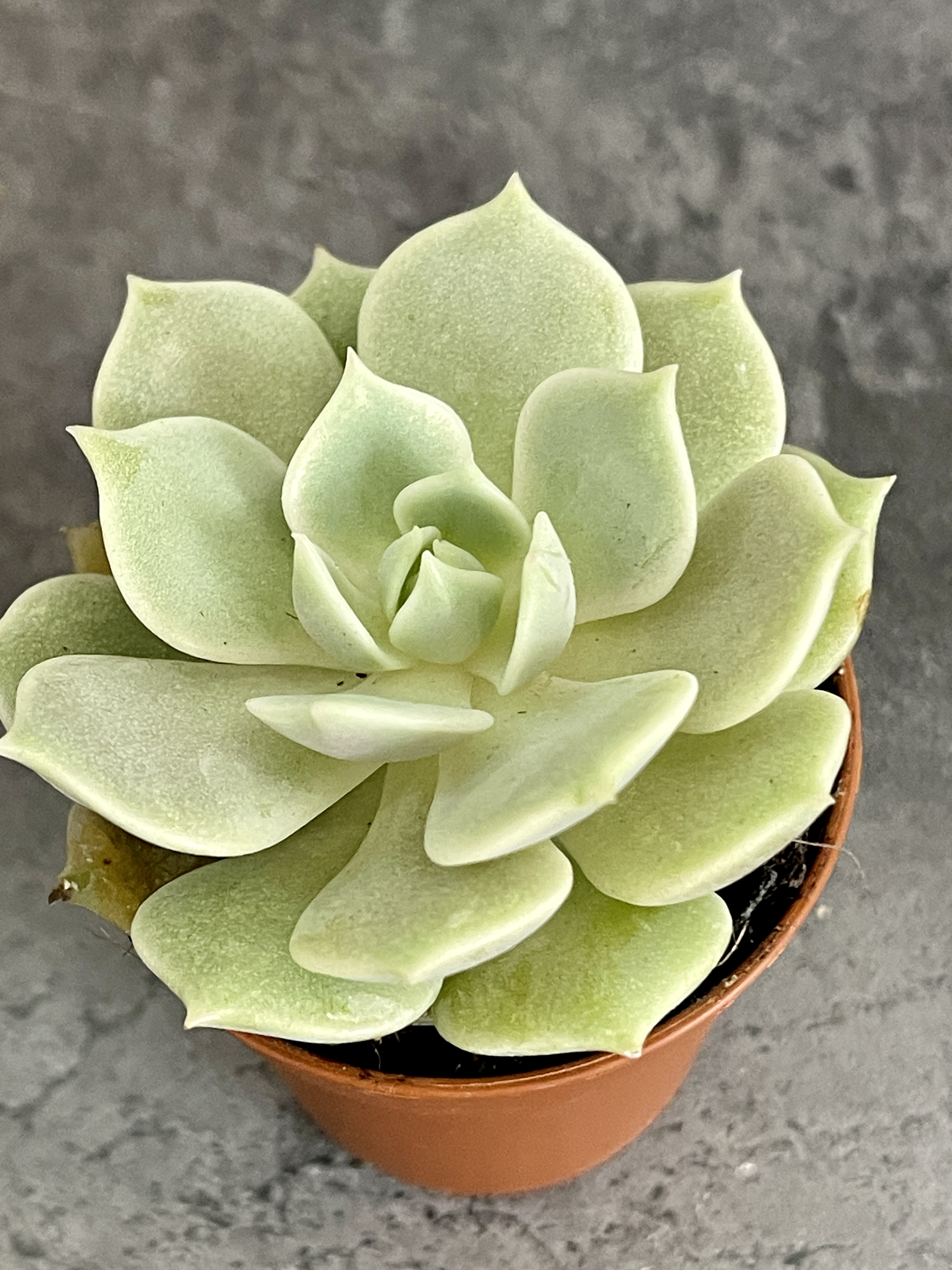 Эхеверия Лола (Echeveria Lola) D5см
