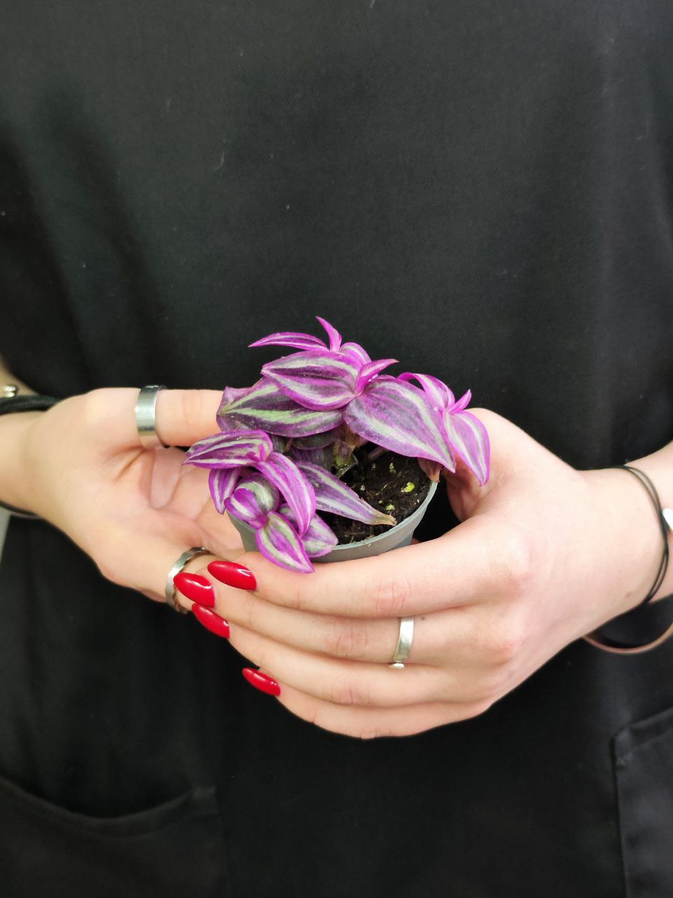 Традесканция Пинк Парадайз (Tradescanthia Pink Paradise) D6см