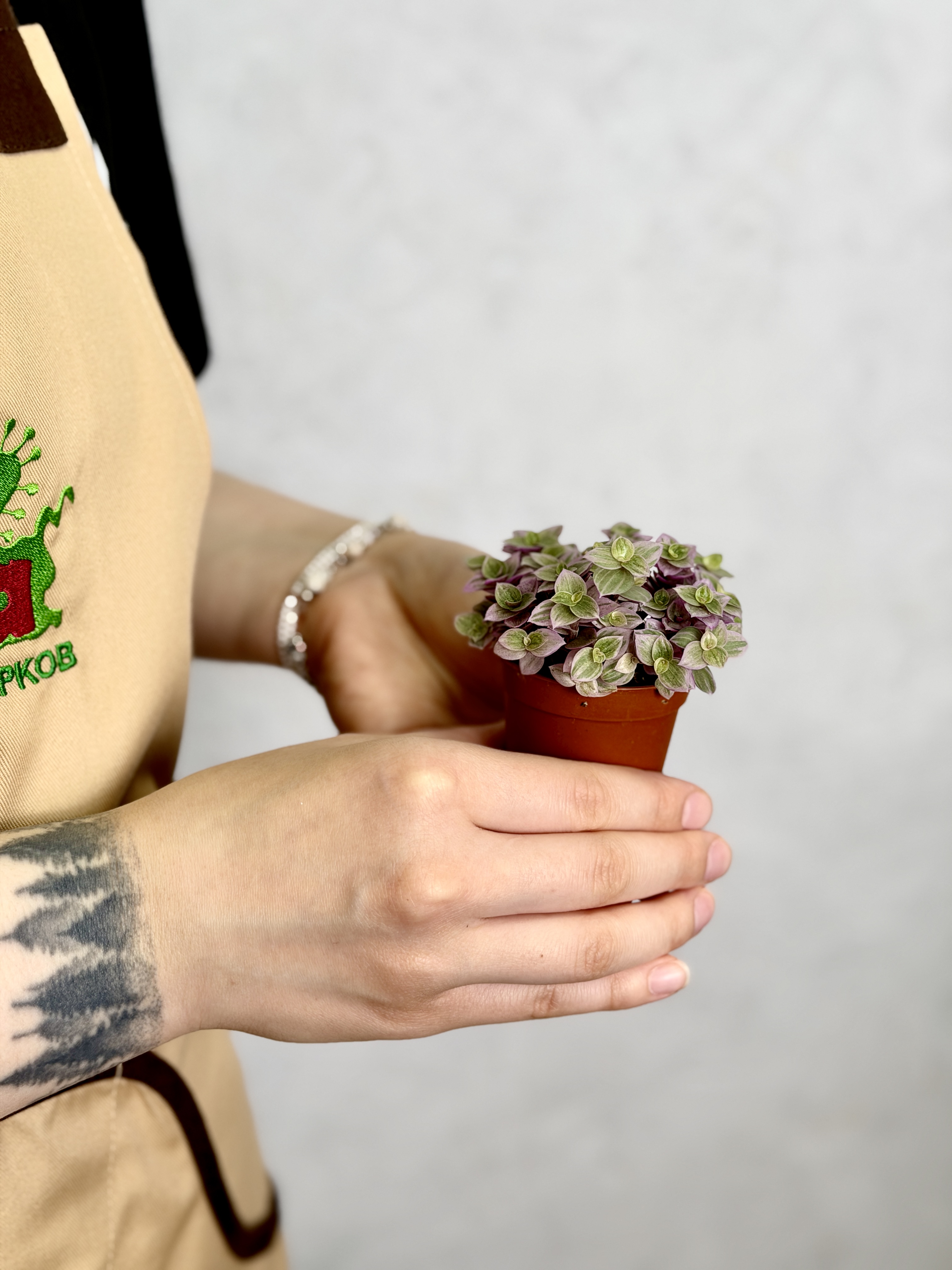 Каллизия Ползучая Пинк Пантер, или Розовая Пантера (Callisia Repens Pink Panther) D5см