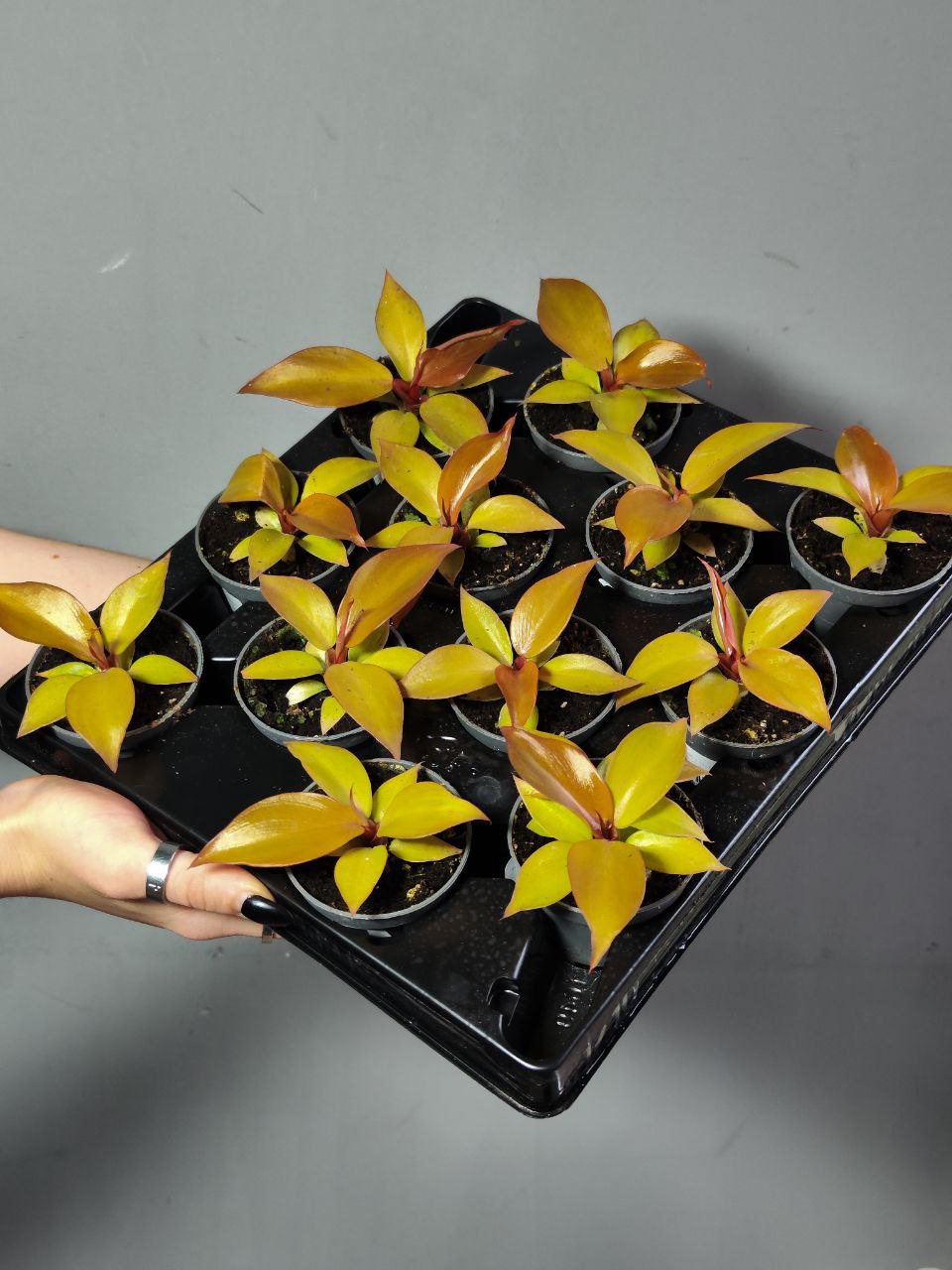 Филодендрон Санлайт (Philodendron Sunlight) D6см