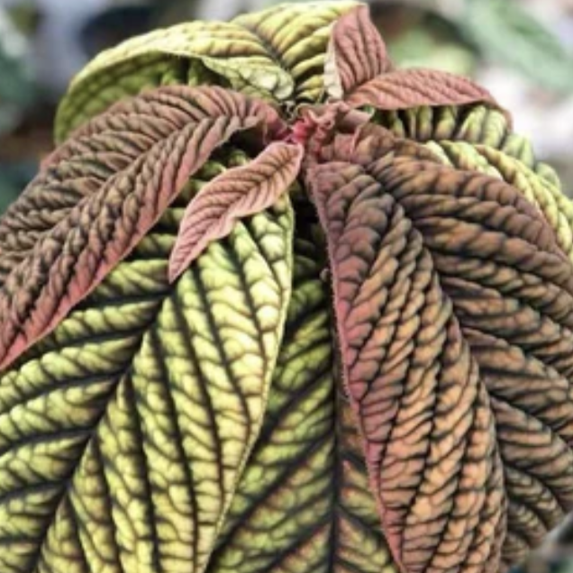 Лабизия Вьетнам (Labisia sp. Vietnam) 10см