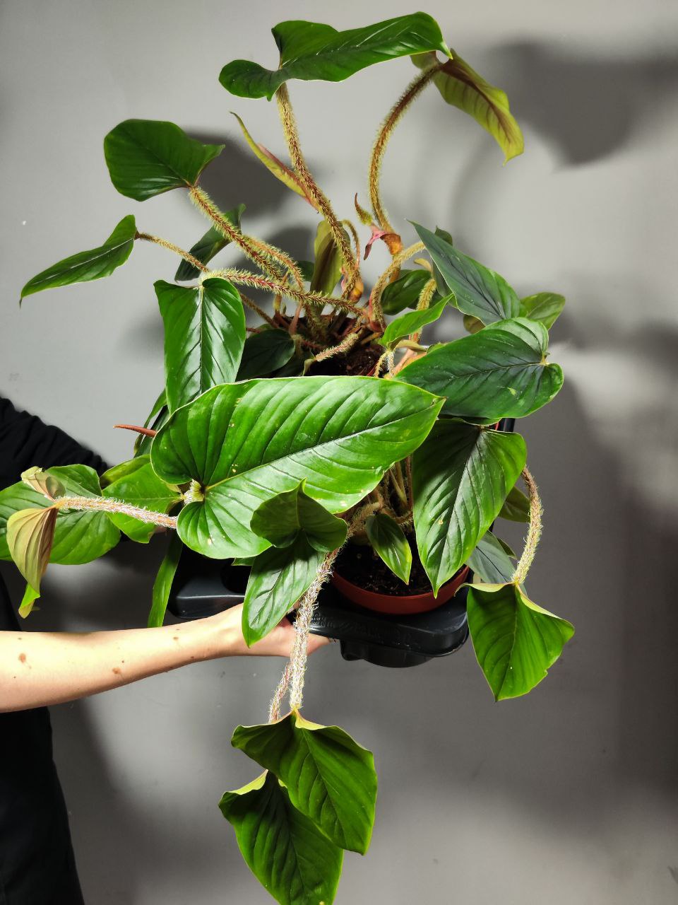 Филодендрон Серпенс (Philodendron Serpens) D10см