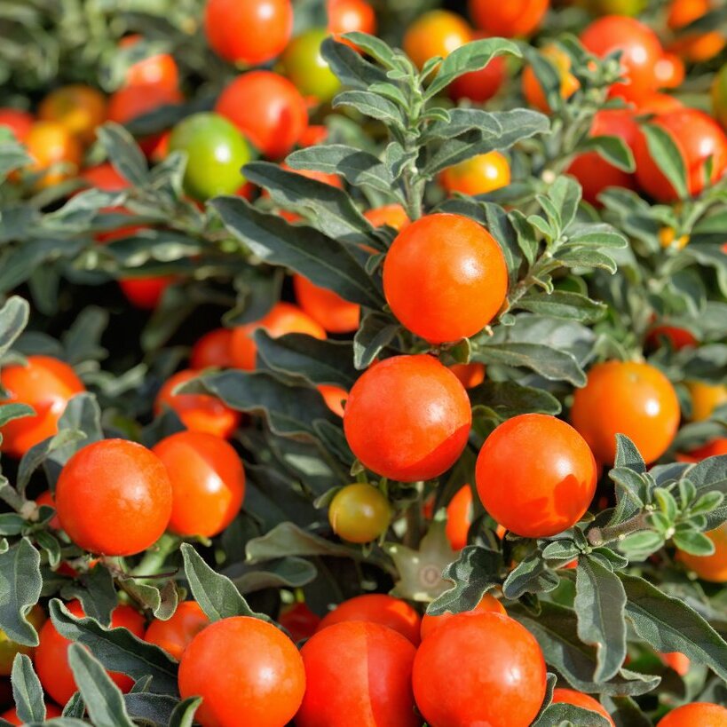 Паслён Ложноперечный, или Солянум Псевдокапсикум (Solanum Pseudocapsicum) D12см