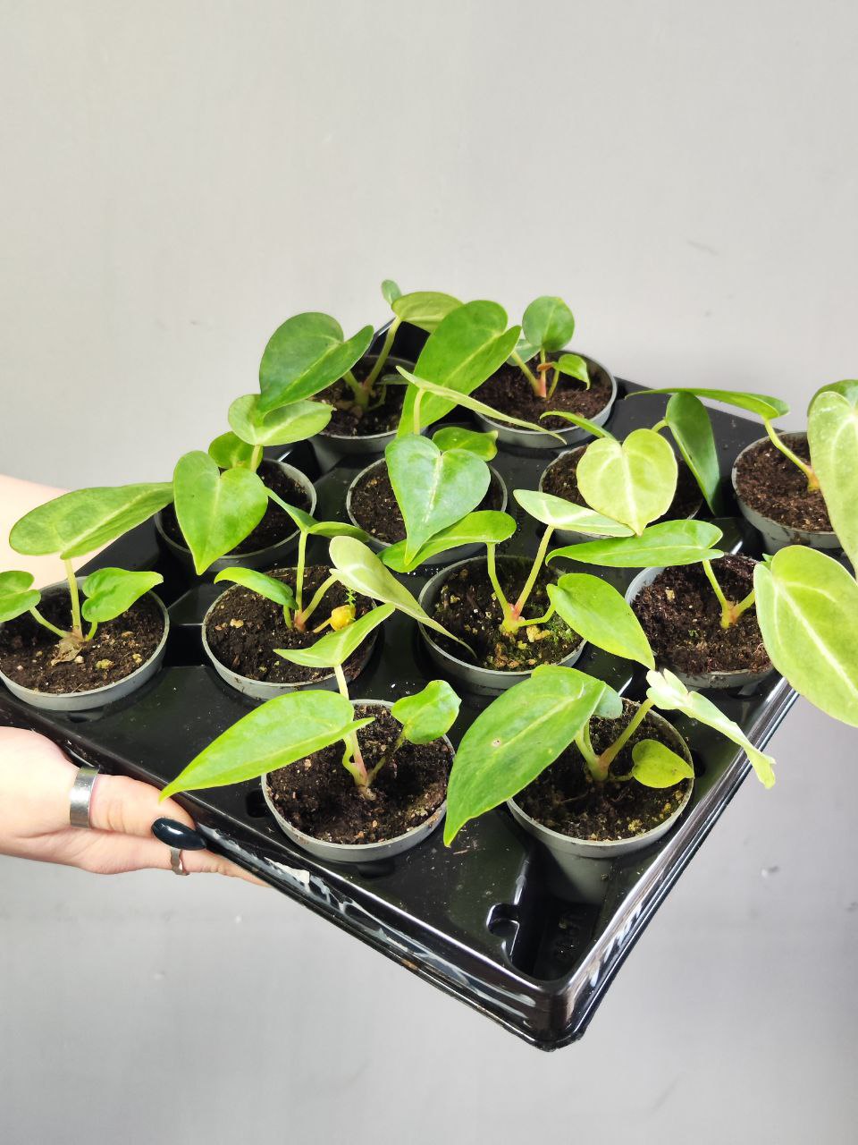 Антуриум Магнификум, или Великолепный (Anthurium Magnificum) D6см