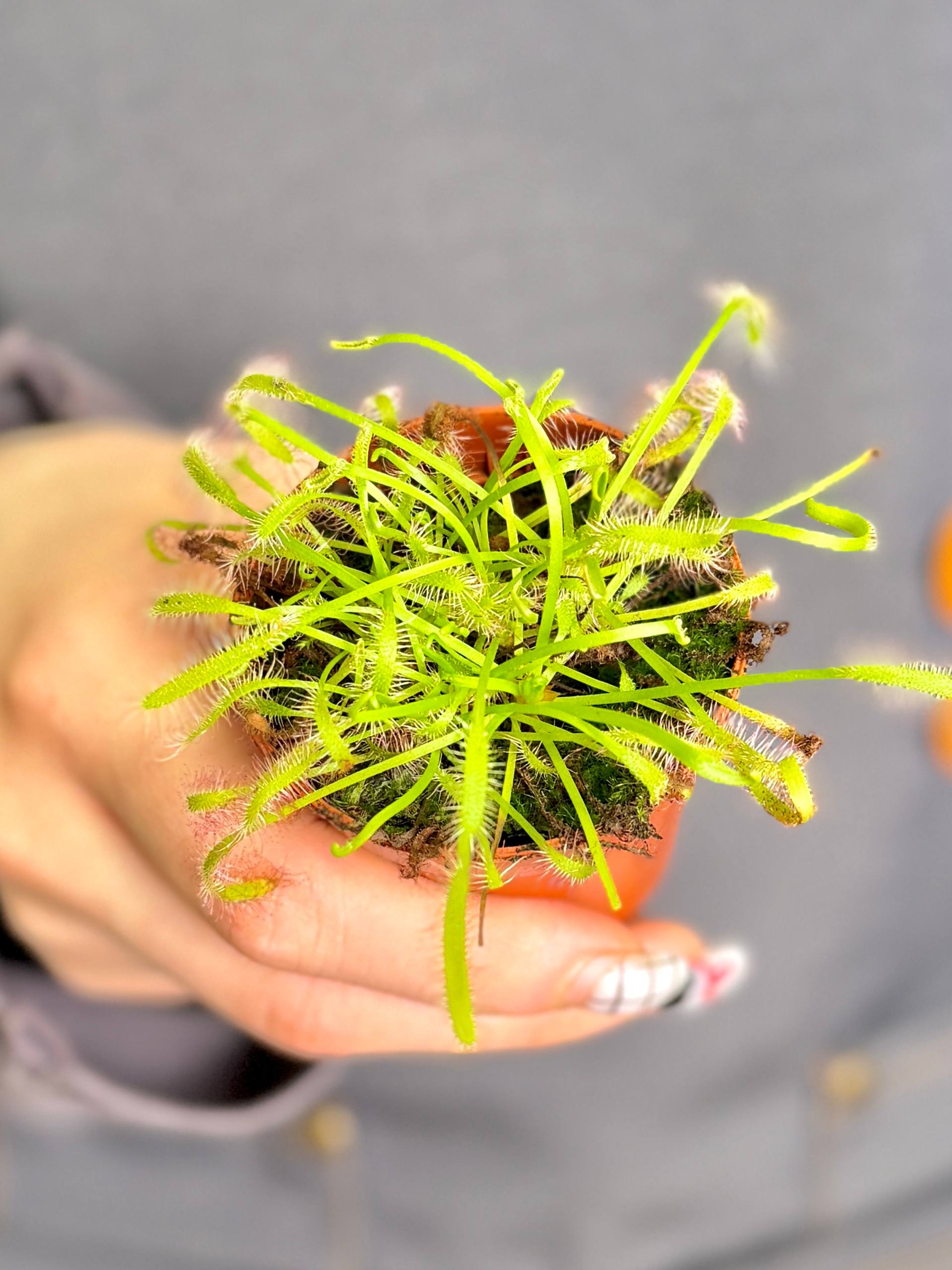 Росянка Альба (Drosera Alba) росток D5см