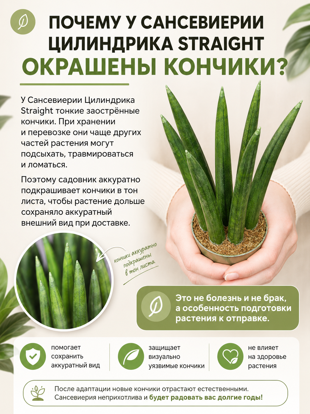 Сансевиерия Цилиндрика Стрейт (Sansevieria Cylindrica Straight) D6см
