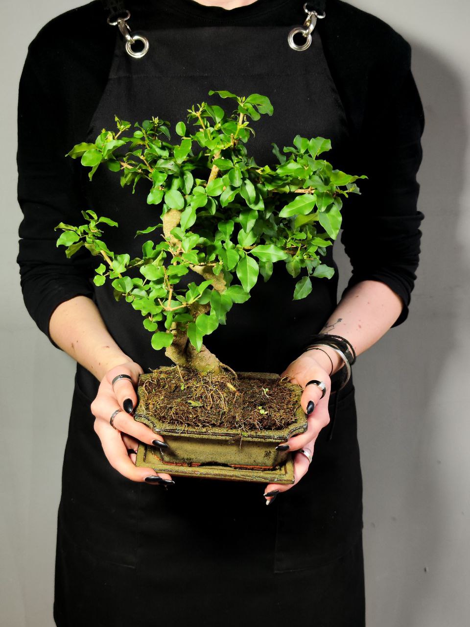 Бонсай Лигуструм (Bonsai Ligustrum) D20см