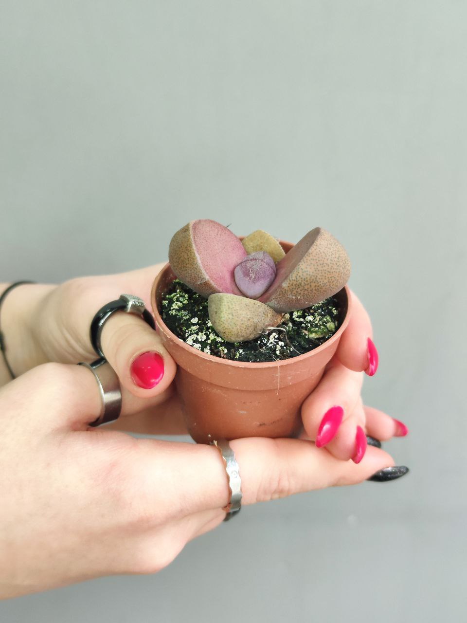 Плейоспилос Неля Рубра (Pleiospilos Nelii Rubra) D5см