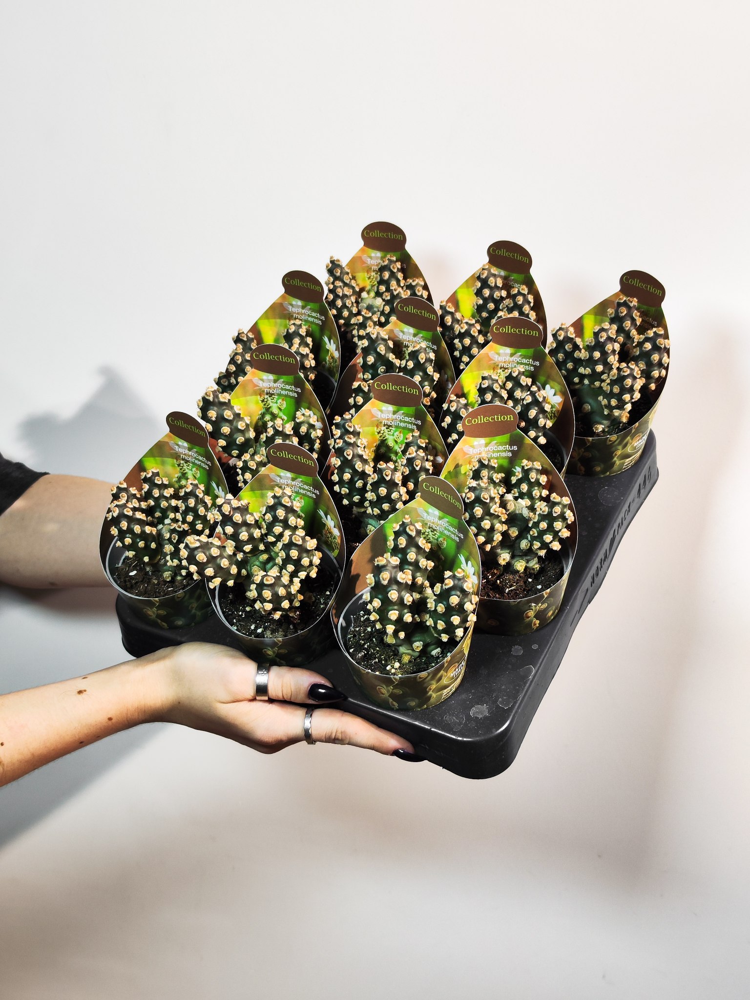 Тефрокактус Молинензис (Tephrocactus Molinensis) D6,5см