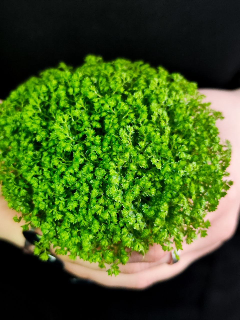 Мох Луговой, Селагинелла Апода (Selaginella Apoda) D6см