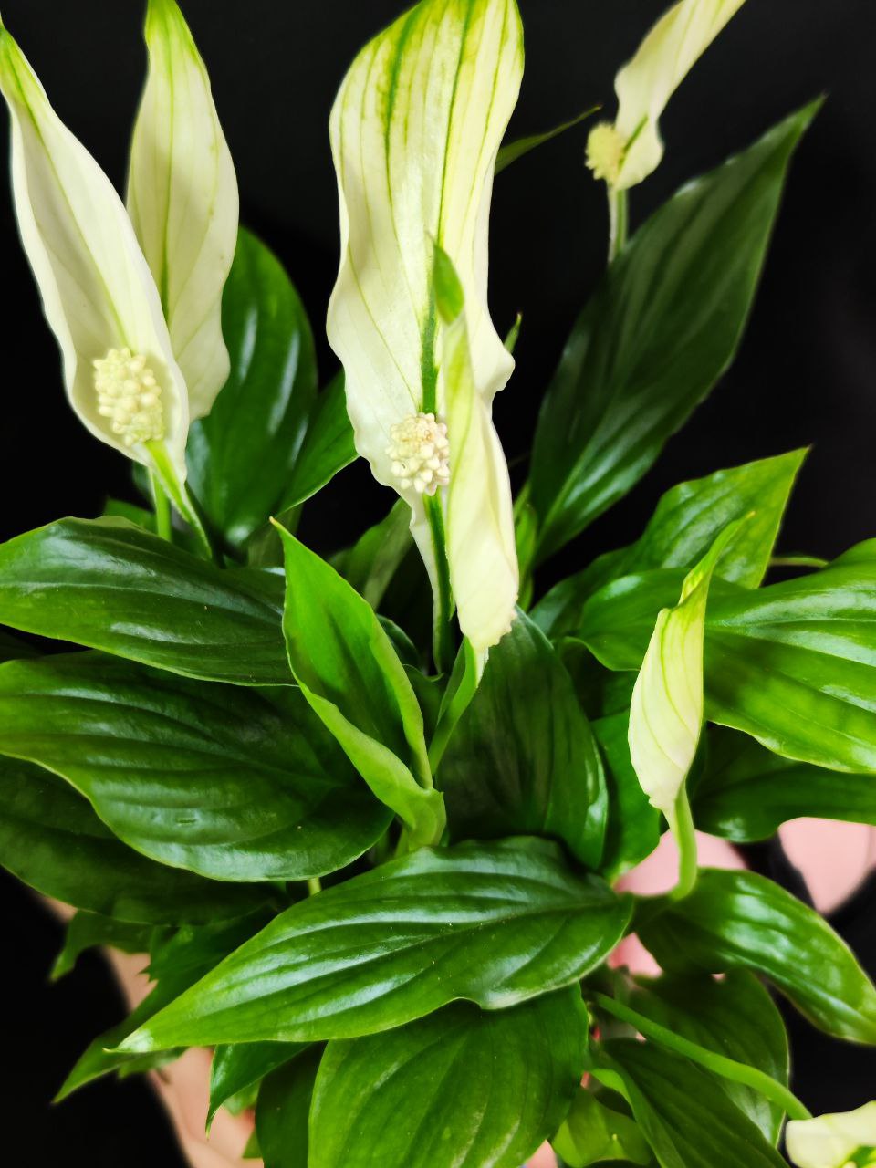 Спатифиллум Шопен (Spathiphyllum Chopin) D9см