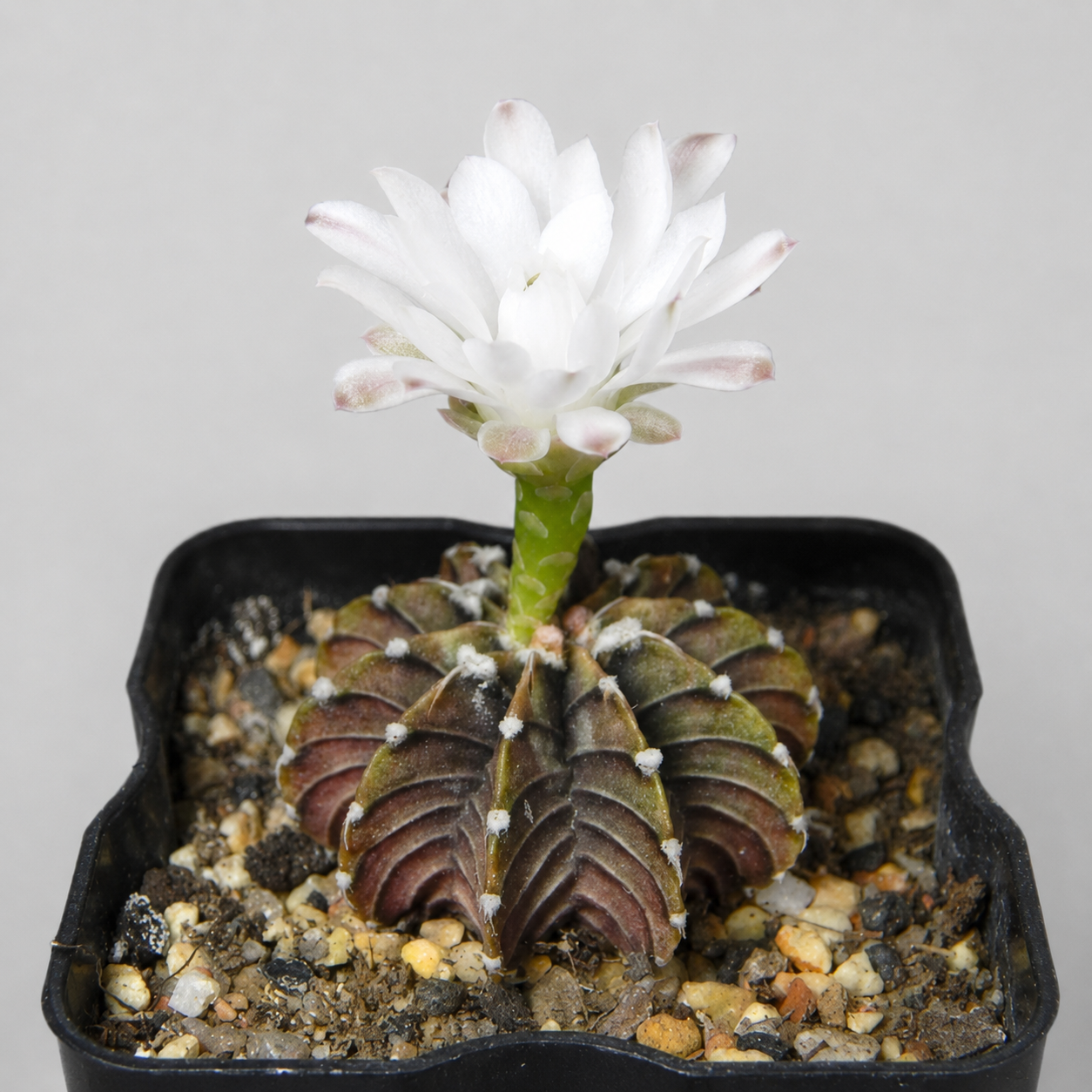 Гимнокалициум Фридриха (Gymnocalycium Friedrichii) D7,5см