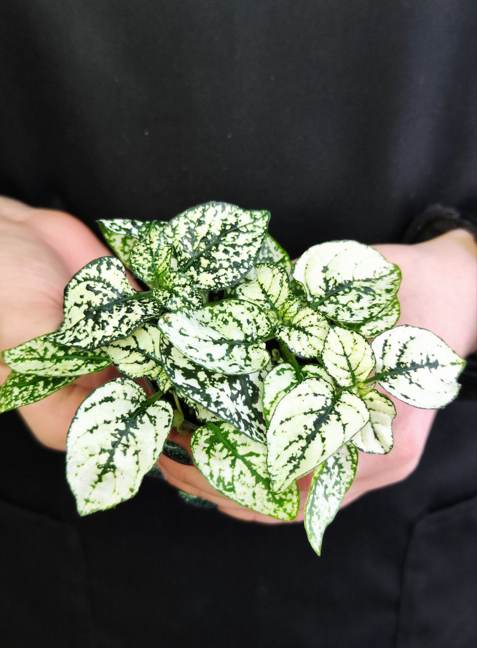 Гипоэстес Листоколосковый Вайт (Hypoestes Phyllostachya White) D6см