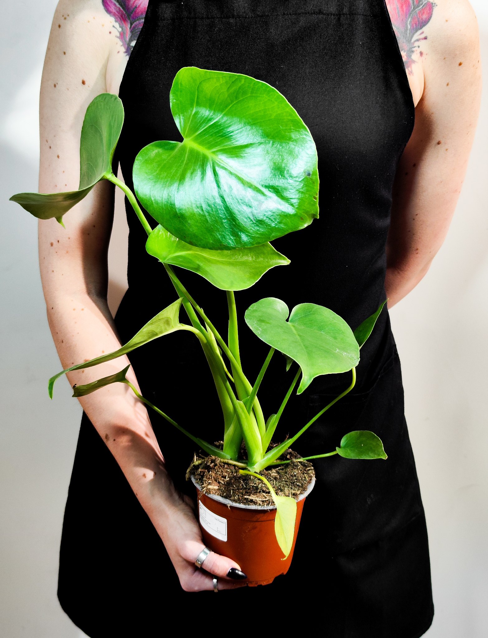 Монстера Деликатесная (Monstera Deliciosa) D12см