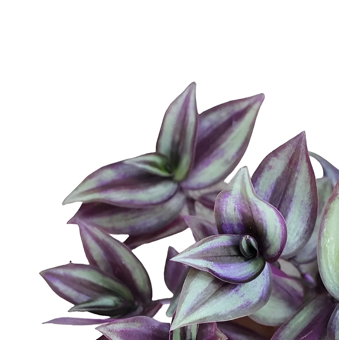Традесканция Пурпл Джой (Tradescantia Purple Joy)  D6см