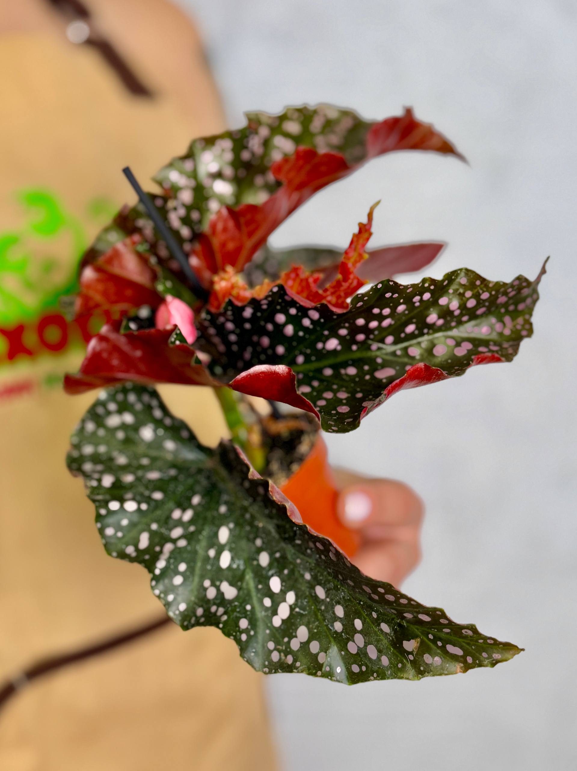 Бегония Краклин Рози (Begonia Cracklin Rosie) D6см