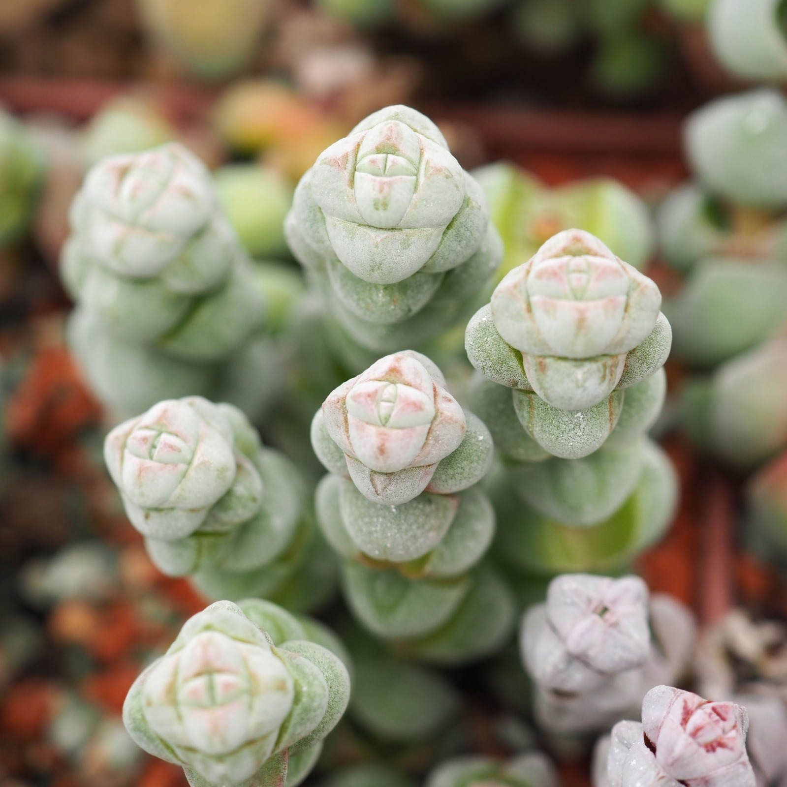 Крассула Плегматоидес (Crassula Plegmatoides) D8,5см