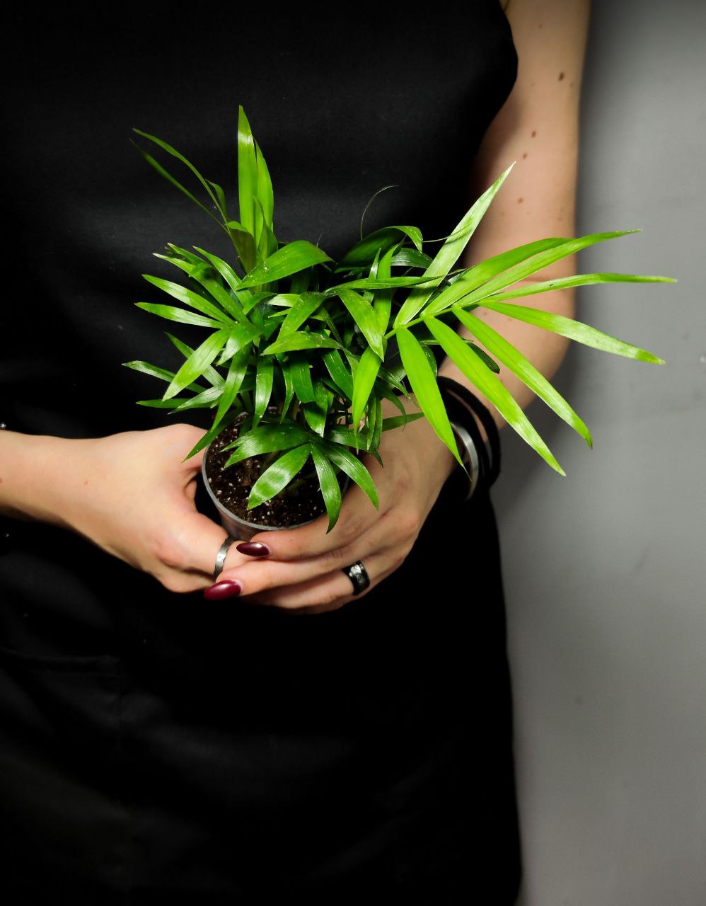 Хамедорея Изящная (Chamaedorea Elegans) D6см