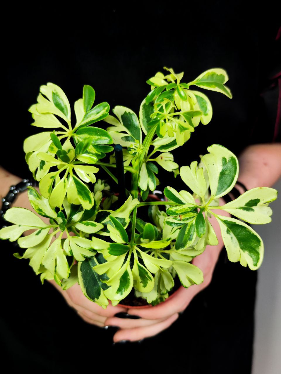 Шеффлера Арборикола Жанин (Schefflera Arboricola Janine) D9см