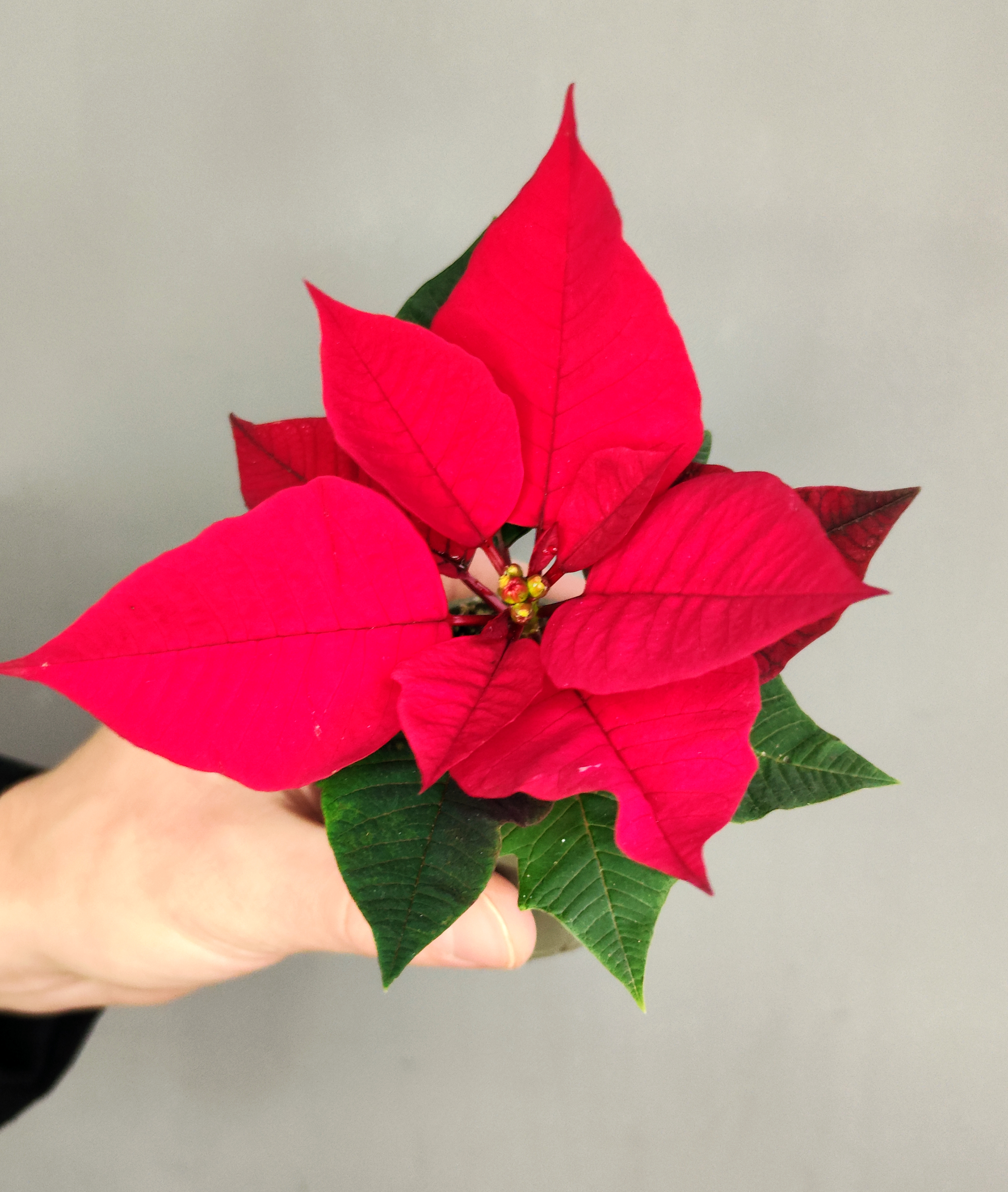 Пуансеттия Фрея Красная (Poinsettia Freya Red) D6см