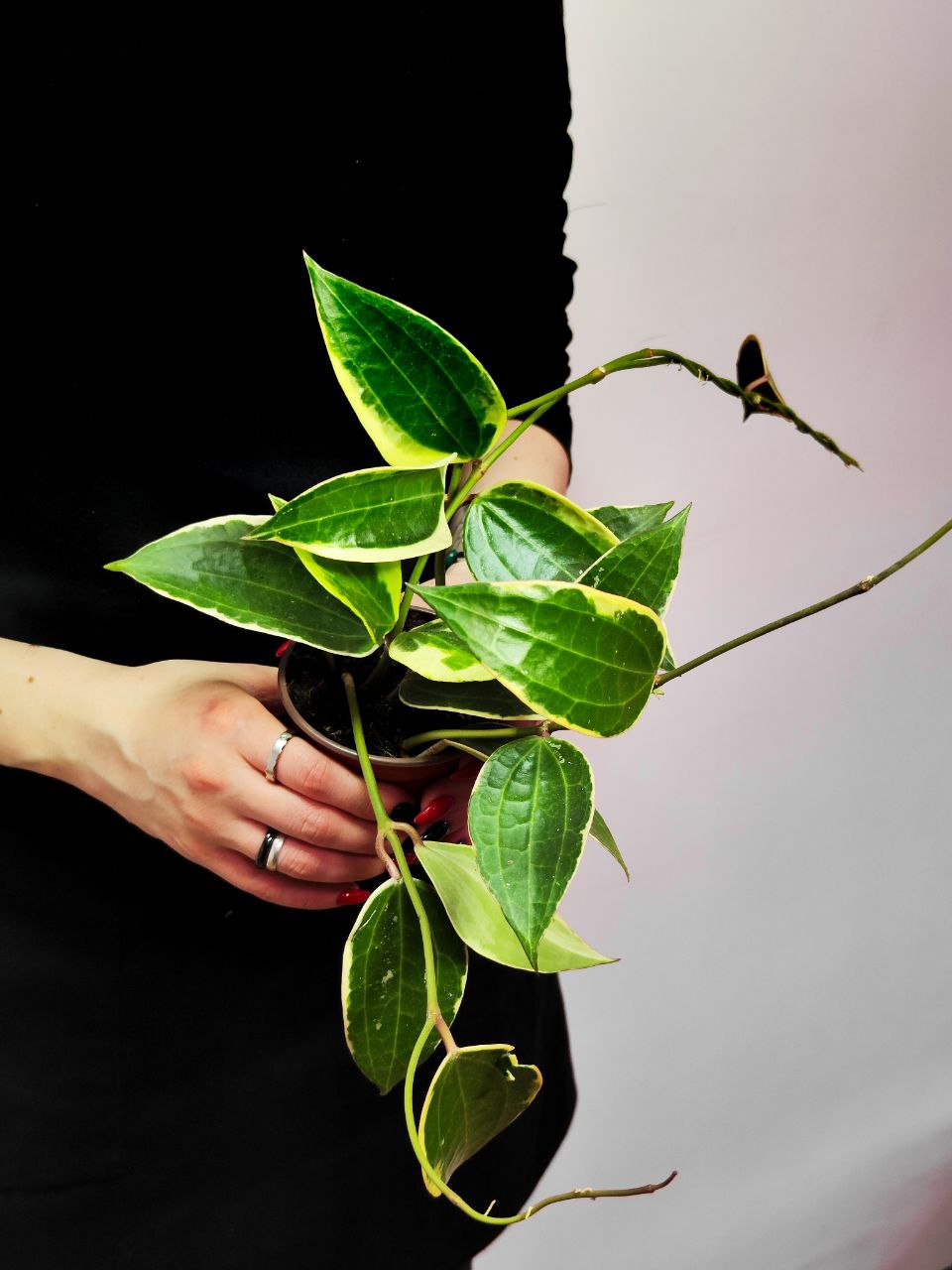 Хойя Латифолия Альбомаргината (Hoya Latifolia Albomarginata) D10см
