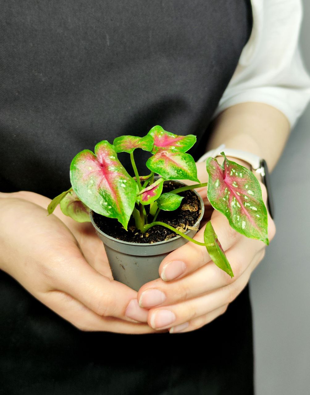 Каладиум Кейси (Caladium Casey) D6см